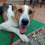 Adopta a Marsik