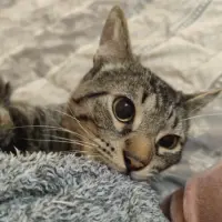 Adopta a Ceniza