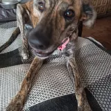 Adopta a Minnie