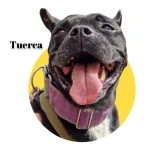 Adopta a Tuerca