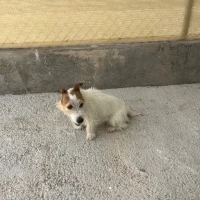 Adopta a Melon
