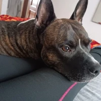 Adopta a Athos