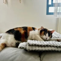 Adopta a Decor