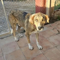 Adopta a Enzo