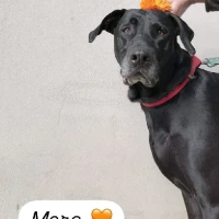 Adopta a Mora