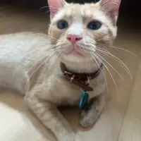 Adopta a Mofletes