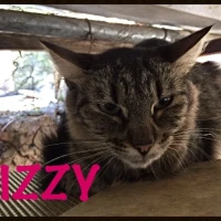 Adopta a Lizzy