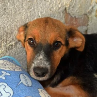 Adopta a Alva