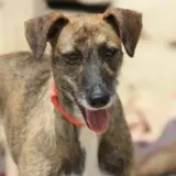 Adopta a Chrome