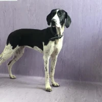 Adopta a Luna