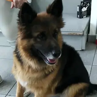 Laika
