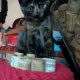 Adopta a Wilma