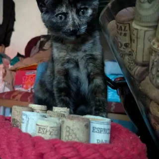 Wilma