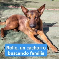 Adopta a Rollo