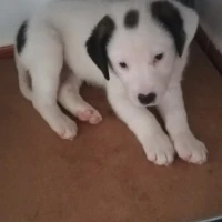 Adopta a Manchi