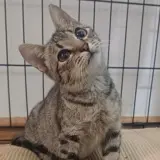 Adopta a Aura