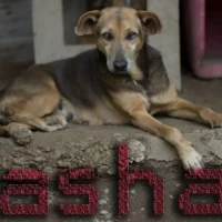 Adopta a Tasha