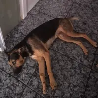 Adopta a Roky
