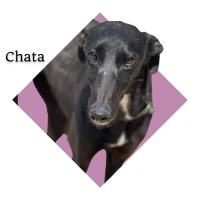 Adopta a Chata