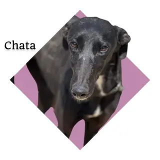 Chata
