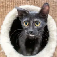 Adopta a Mochi