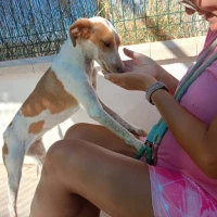 Adopta a Lucia Perrita Tamaño Pequeño, Tlf 645978718