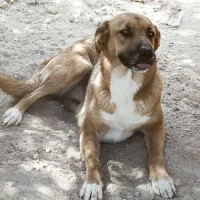 Adopta a Aura