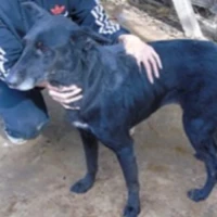 Adopta a Julia