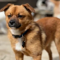 Adopta a Tarugo