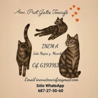 Asociación Protectora De Gatos De Tenerife Intenso Negra Y Manchitas Inema