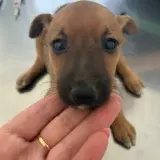 Adopta a Lago Cachorro  Tamaño Pequeño 645978718