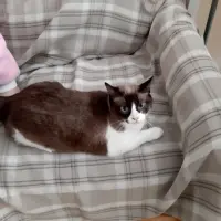 Adopta a Princesa