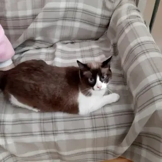 Princesa