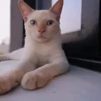 Adopta a Korin