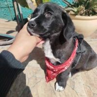 Adopta a Jack Sparrow