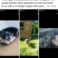 Adopta a Nano