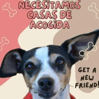 Adopta a Casas De Acogida
