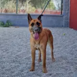 Adopta a León