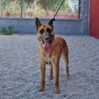 Adopta a León