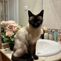 Adopta a Pepe