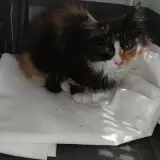 Adopta a Luna