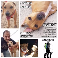 Adopta a Eli