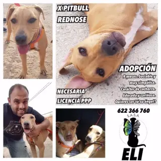 Eli