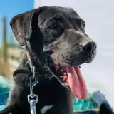 Adopta a Chapy