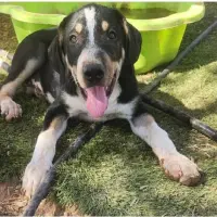 Adopta a Yelko