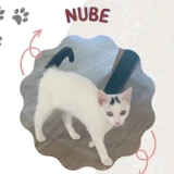 Adopta a Nube