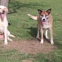Adopta a Perla