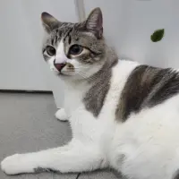 Adopta a Encino