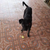 Adopta a Thor