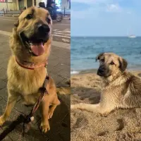 Adopta a Eros